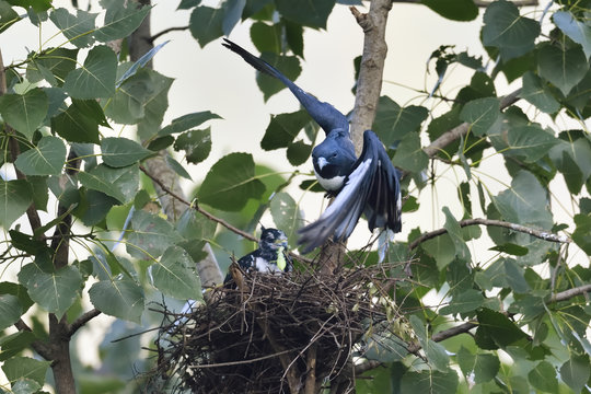Black Baza bird chick and nest