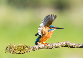 Kingfisher