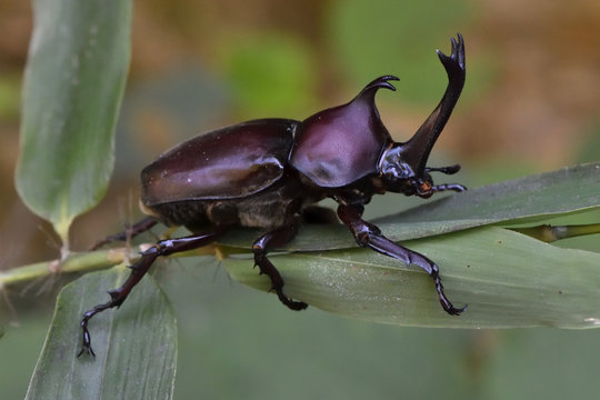 Big beetle on green leaf