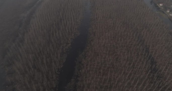 Drone 4k footage of a swamp in winter. Travelling above rows of planted trees. Small houses in the distance. Almost monochromatic. Bare branches, dirty water. Cold. Water canals.