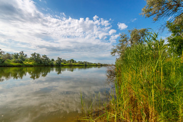 Fototapeta premium The beautiful landscape with green reeds and surface of the river