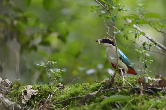 Fairy Pitta colourful bird in forest