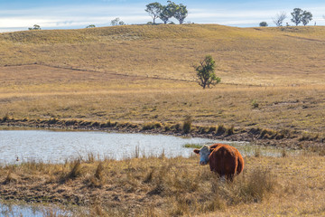 Cows in paddock with rural landscape