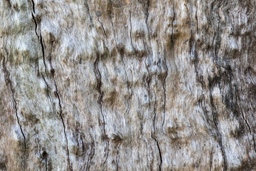 Close up of worn and weathered timber texture