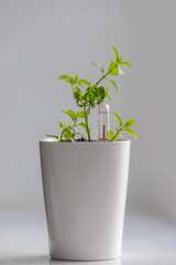 Young green potted plant isolated on gray background