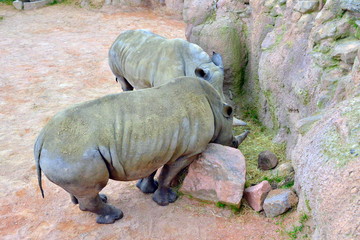 coppia di rinoceronti