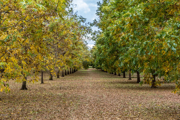 Naklejka premium Field of trees in a row with fallen leaves on ground