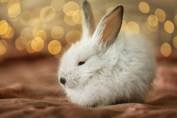 Cute fluffy rabbit on plaid against defocused lights