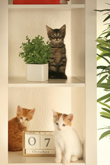 Cute little kittens on shelves at home