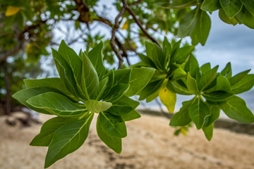 Close up of foliage on tropical tree