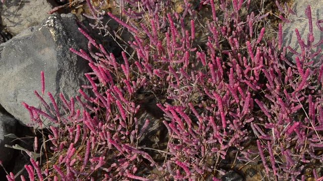 Purple Glasswort, Common glasswort growing in saltmarsh. Sea herbs and halophytes plants. Plants growing in saline environments. Salicornia europaea