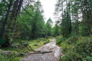 Fototapeta na wymiar Idyllic view of Adamello Brenta National Park, South Tyrol / Italy