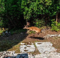 Hirsche im Brijuni Nationalpark