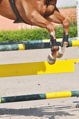 Der Hindernissprung beim Springreitsport, das Springpferd setzt mit einem Steilsprung über die...