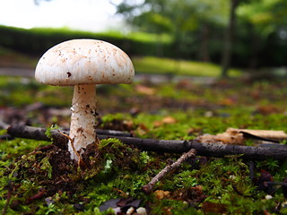 フクロツルタケ