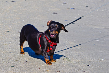 Black, shorthaired dachshund on lead on beach