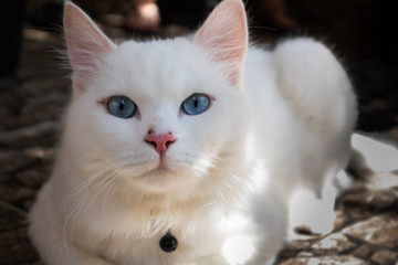 cat on a black background