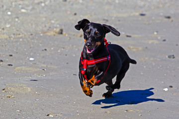 Black, shorthaired dachshund running on beach