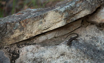 Australian Skink