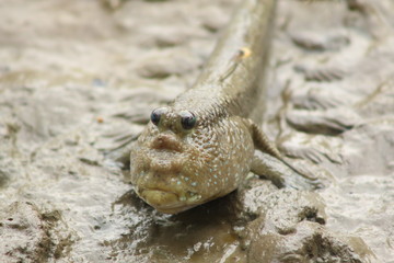 Doubt face fish