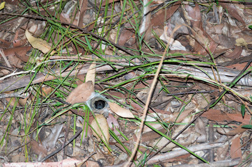 Trap Door Spider Hiding