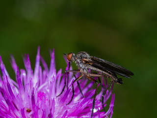 Insect on pink flower