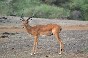 Impala