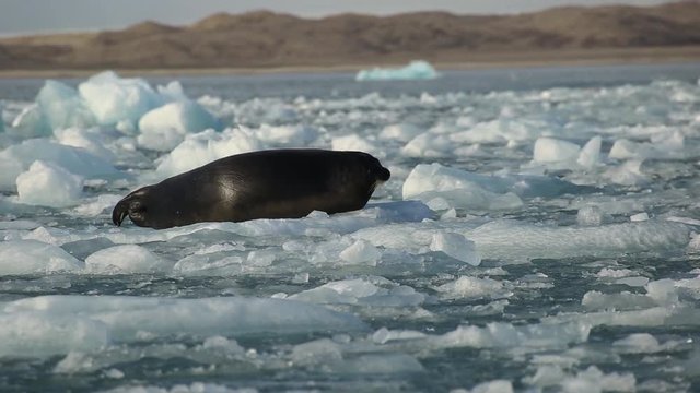 Harp seal on ice berg.