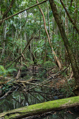 Australian Sub Tropical Rainforest