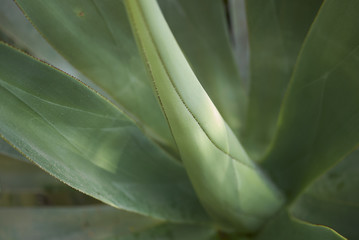 Agave mitis