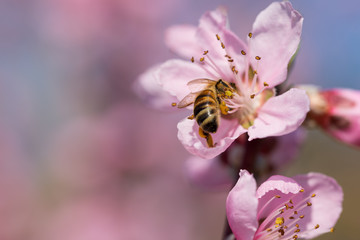 honey bee pollinates peach blossom on background of blue sky