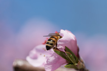 honey bee pollinates peach blossom on background of blue sky