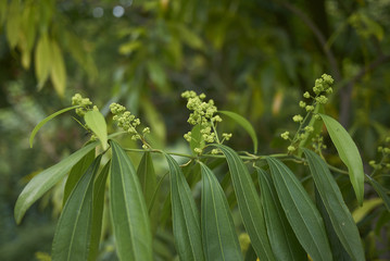 Cocculus laurifolius