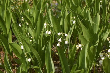 Convallaria majalis 