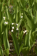 Obraz premium Convallaria majalis 