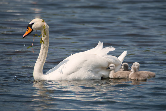 Schwanenmutter mit ihren Kindern 