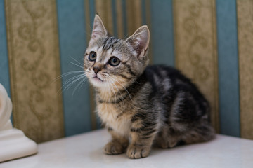 kitten cat scottish straight, lop-eared fluffy, animal tree