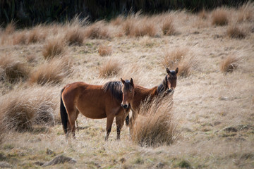 Fototapeta premium Wild horses in the Kaimanawa mountain ranges, New Zealand