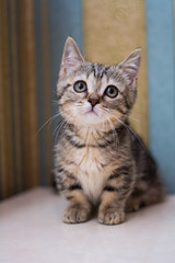 kitten cat scottish straight, lop-eared fluffy, animal tree