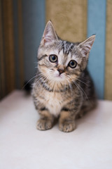 kitten cat scottish straight, lop-eared fluffy, animal tree