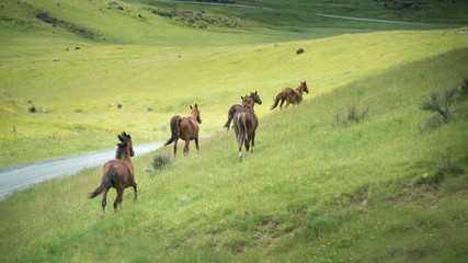 Wild horses running in the Kaimanawa mountain ranges, Central Plateau, New Zealand