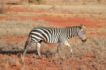 Zebra