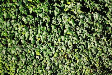 green leaves background