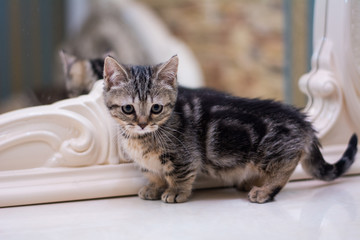 kitten cat scottish straight, lop-eared fluffy, animal tree