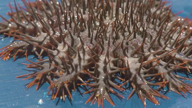 Crown of thorns Seastar close up. Sea star with big thorns caught from water. Echinoderms underwater animals.