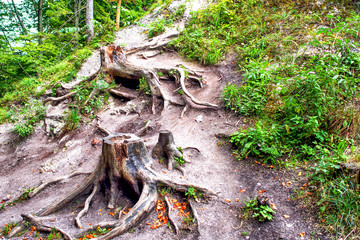 Stumps with big roots in summer green forest.