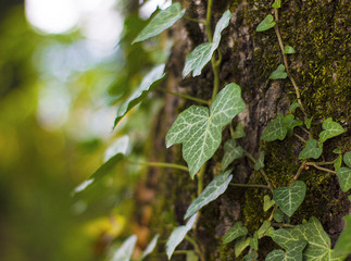 green leaves of tree