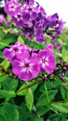 pink flowers in the garden