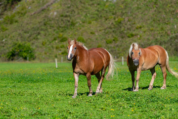 Two brown horses grasing on meadow