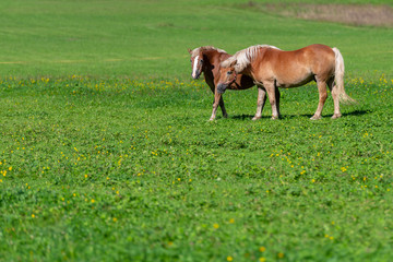 Two brown horses grasing on meadow